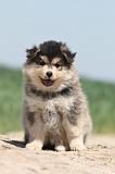 CHIEN FINNOIS DE LAPONIE 614